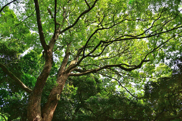 下から見上げた木と青空と太陽の光