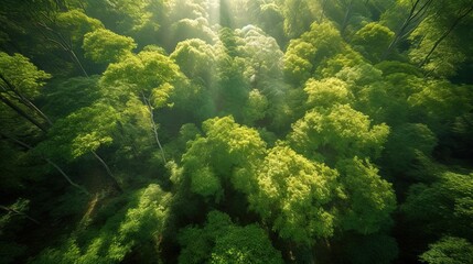 Fototapeta na wymiar World Environment Day. Aerial view of a vibrant green forest with a different tree species, showcasing the biodiversity and interconnectedness of ecosystems. Generative ai