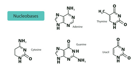 Set of nucleobases. Structural chemical formulas adenine, guanine, cytosine, thymine and uracil.