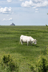 Obraz premium la vache devant le Mont Saint Michel