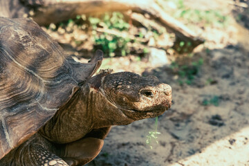 A turtle in a zoo-park eating grass