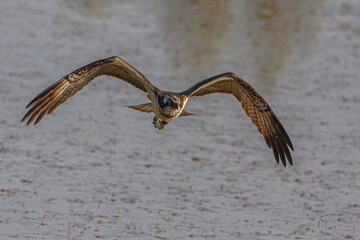 Balbuzard p&ecirc;cheur