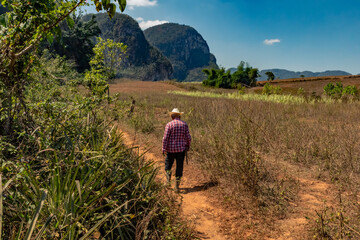 Fototapeta na wymiar The solitary peasant in his fields in the Mogotes Valley in Vinales, Cuba.