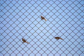 Birds are standing on a metal wire netting and sitting on a wire fence 
