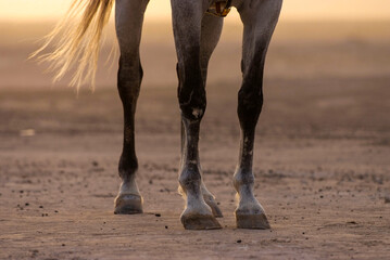 extremities of the horse's body, including the legs, hooves and tail, in the field in the desert in the stables