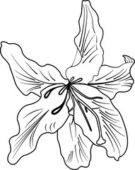 Flower Art Illustration Vol.21