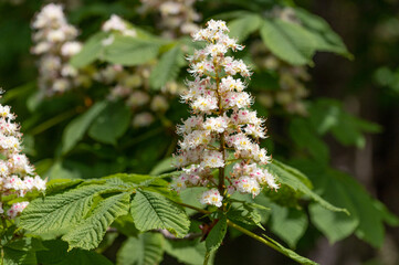 closeup of the white blossom of chestnut