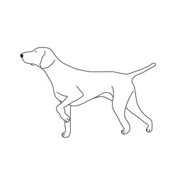 One line drawing. Dog Vector illustration. Pointer breed