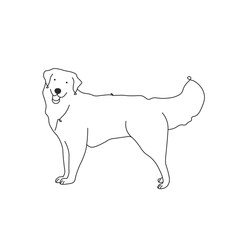 One line drawing. Dog Vector illustration.  Golden retriever breed