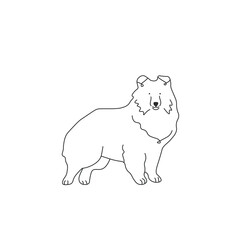 One line drawing. Dog Vector illustration. Shetland Sheepdogs breed
