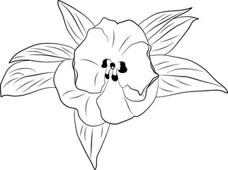 Flowers Line Art Illustration Vol.4