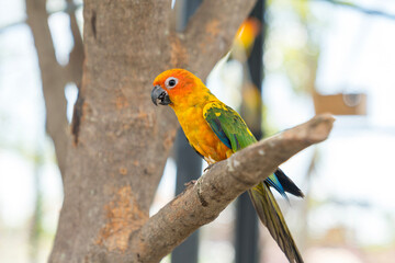 Parrot Sun conure. Conures perched on a branch.