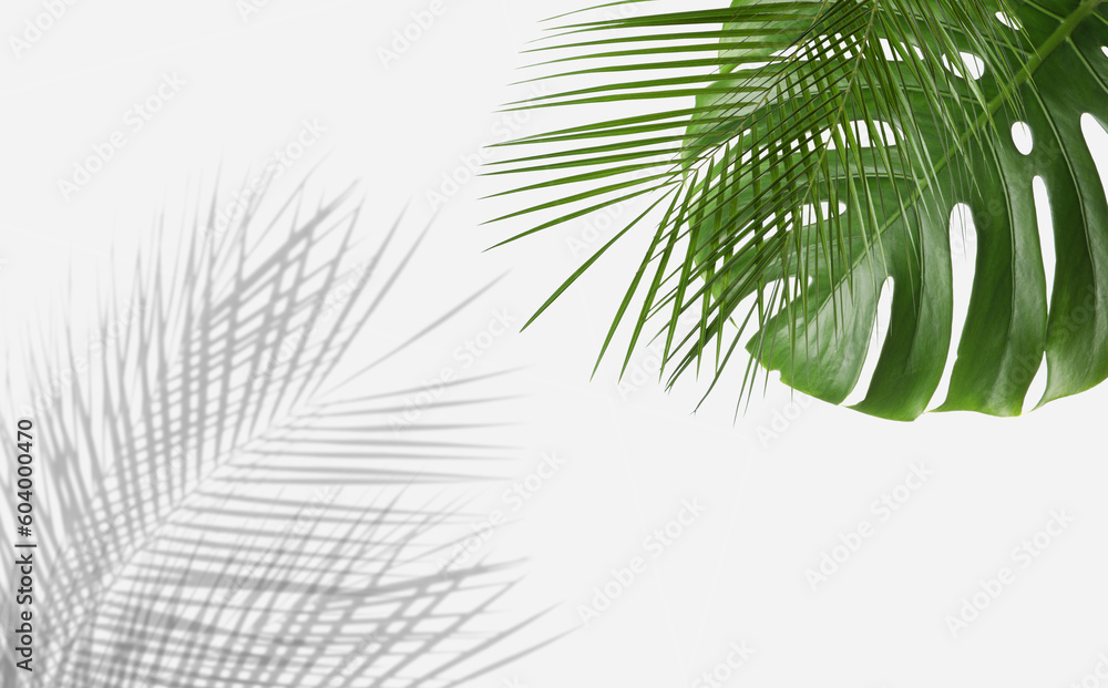 Canvas Prints Tropical leaves and shadows on white background