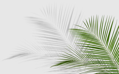 Tropical leaves casting shadow on white background
