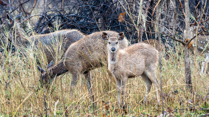 Sambar deer of India p Closeup of the samba deer, Russ uni color in the woods