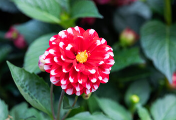 Dahlias in full bloom in a flower bed. red flower