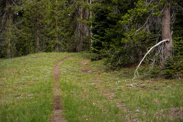 Faint Two Track Trail Cuts through Meadow on the PCT Through Crater Lake