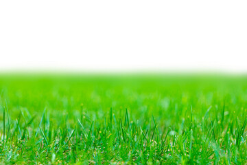 Isolated green grass on a white background. PNG
