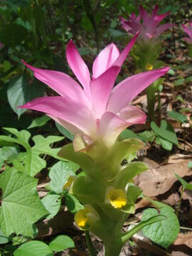 Pink Hill turmeric or Kachuri or Cucurma pseudomontana flower 