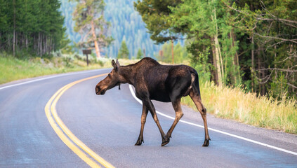 Female Moose Crosses Curve In Road