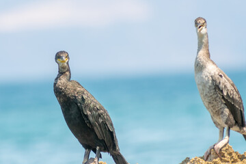 Funny cormorant portraits against the sea.
