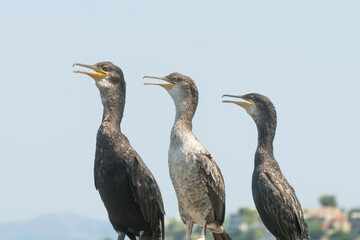 Three cormorant portaits sitting on a rock against the sea.
