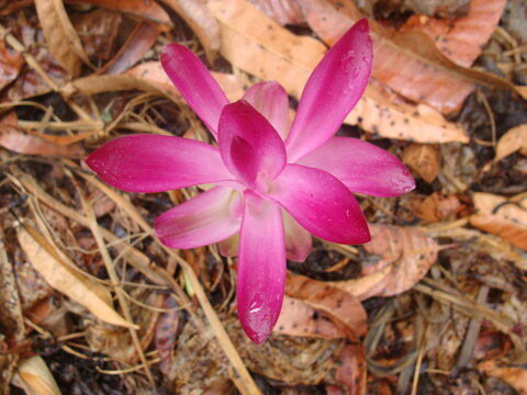 Pink Hill turmeric or Kachuri or Cucurma pseudomontana flower 