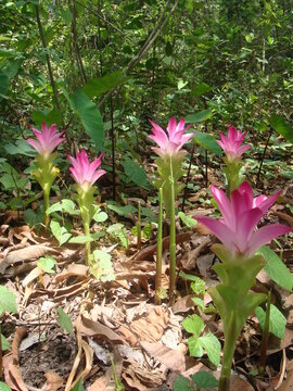 Pink Hill turmeric or Kachuri or Cucurma pseudomontana flower 