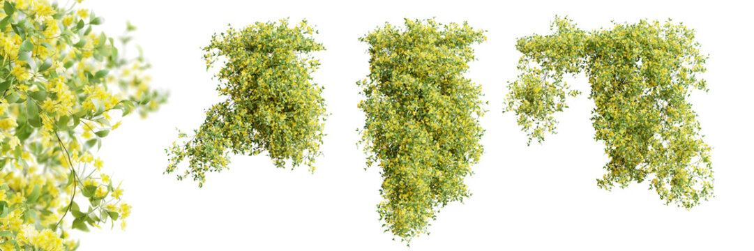Set of Jasminum Nudiflorum creeper plant, isolated on transparent background. 3D render.