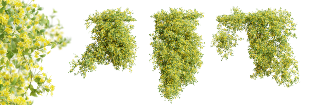 Set of Jasminum Nudiflorum creeper plant, isolated on transparent background. 3D render.