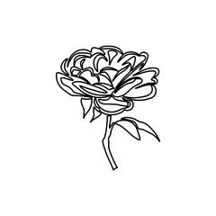 Obraz premium Rose Line