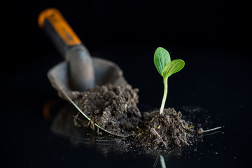 Green sprouts growing from soil on black background