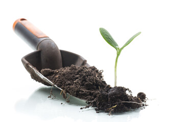 Green sprouts growing from soil on white background