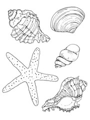 Hand drawn vector illustrations. Marine background with seashells. Collection of shell, sink and starfish. Perfect for invitations, fabric, textile, linens, posters, prints, banners