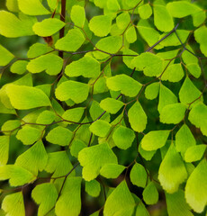 Fototapeta na wymiar Green leaves wallpaper 