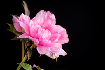 beautiful pink big tree peony flower on black background