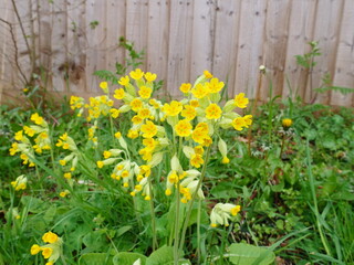 Cowslip plants in Spring, April 2023, Suffolk