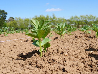 Broad bean plants, April gardening jobs in allotment. Suffolk