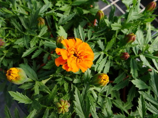 Marigold flowers