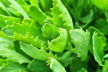 Green background of young plants or flowers.