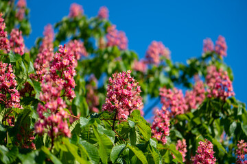 Obraz premium Red horse-chestnut (Aesculus × carnea), a medium-sized tree, an artificial hybrid between A. pavia (red buckeye) and A. hippocastanum (horse-chestnut). Colorful flowers on sunny blue sky spring day.