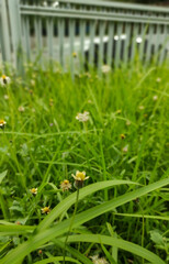 green grass background, grass in the garden