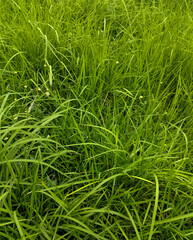 green grass background, grass in the garden