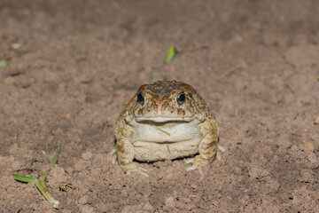 Guttural toad (Amietophrynus gutturalis)	