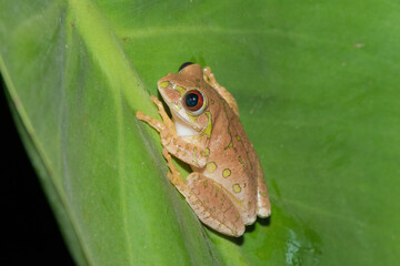 Obraz premium Natal Forest Tree Frog (Leptopelis natalensis)