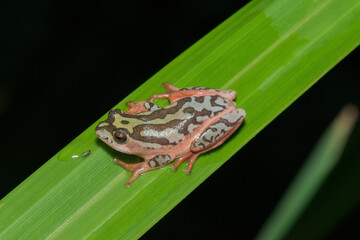 Painted reed frog, or marbled reed frog (Hyperolius marmoratus)	