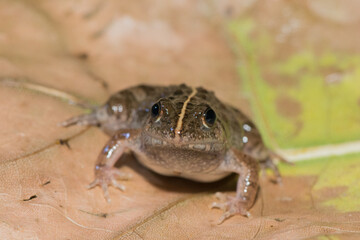 Snoring Puddle Frog (Phrynobatrachus natalensis)	
