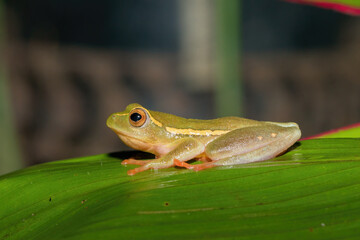 Yellow-striped Reed Frog (Hyperolius semidiscus)	