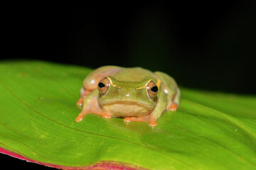 Yellow-striped Reed Frog (Hyperolius semidiscus)	