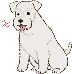 怒るシュナウザー（白）